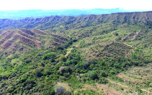 Restauración del Bosque Seco Tropical de la Hidroeléctrica El Quimbo